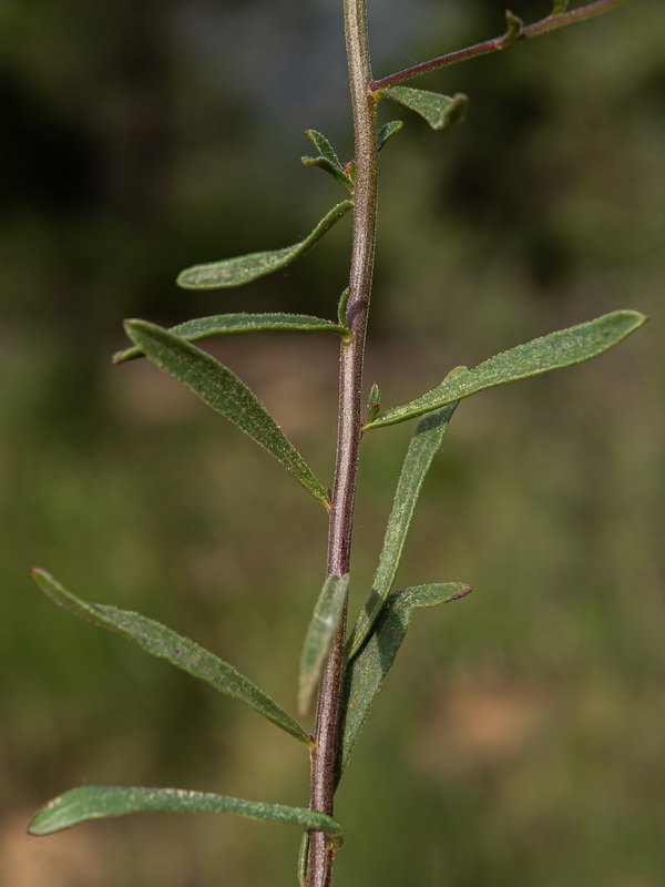 Iberis ciliata contracta.10