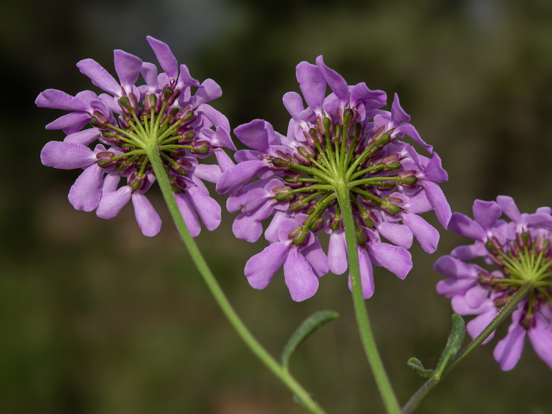 Iberis ciliata contracta.19