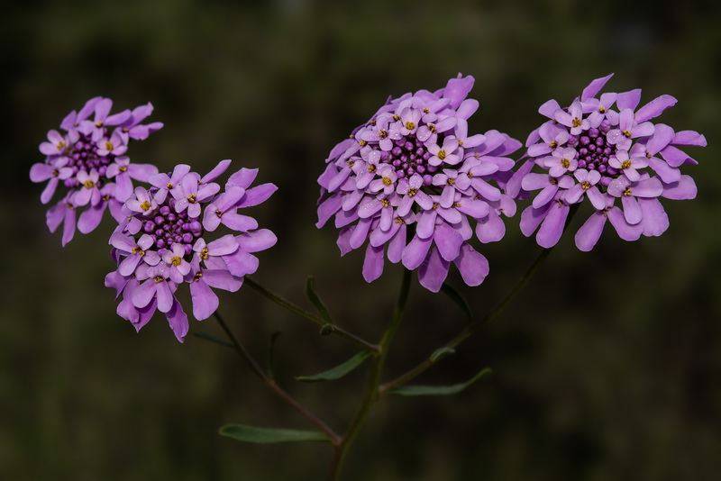 Iberis ciliata contracta.20