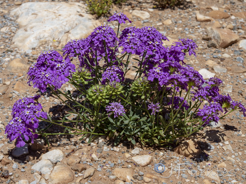 Iberis ciliata contracta.02