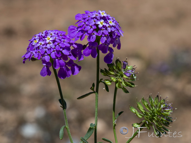 Iberis ciliata contractai.13