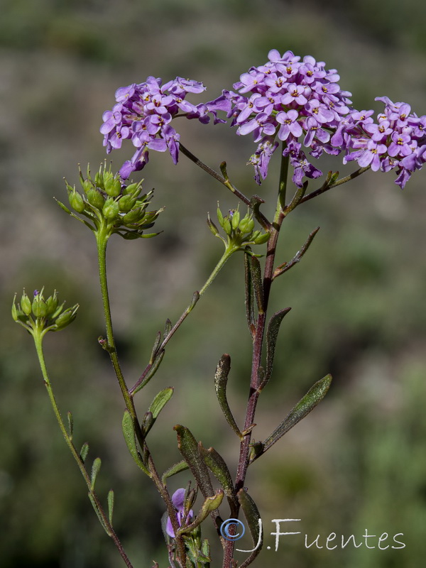 Iberis ciliata contracta.11