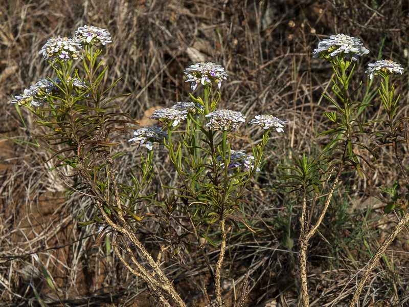 Iberis ciliata welwitschii.04