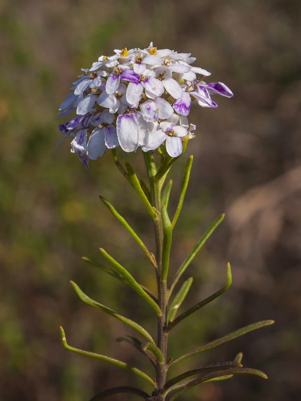 Iberis ciliata welwitschii.07