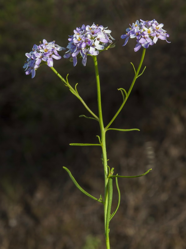 Iberis ciliata welwitschii.08