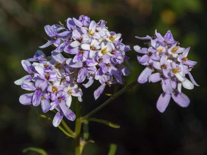 Iberis ciliata welwitschii.11