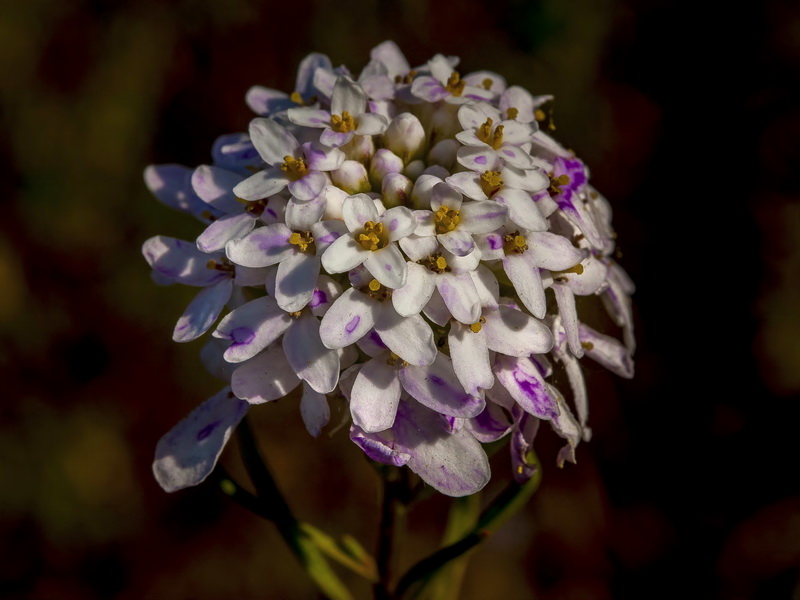 Iberis ciliata welwitschii.13