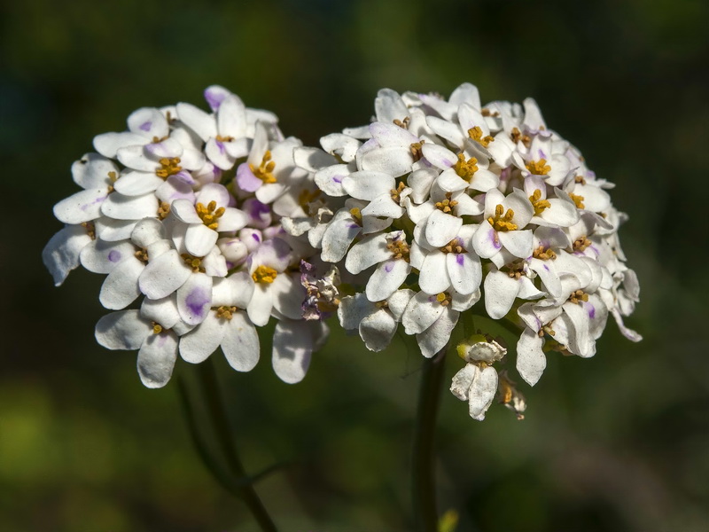 Iberis ciliata welwitschii.14