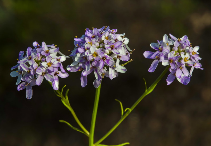 Iberis ciliata welwitschii.15