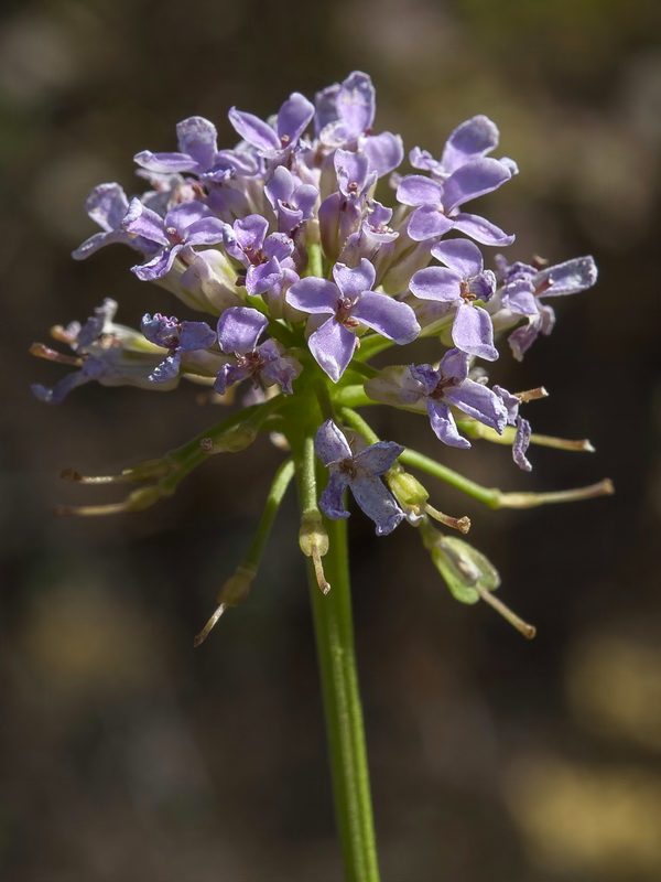 Iberis ciliata welwitschii.17