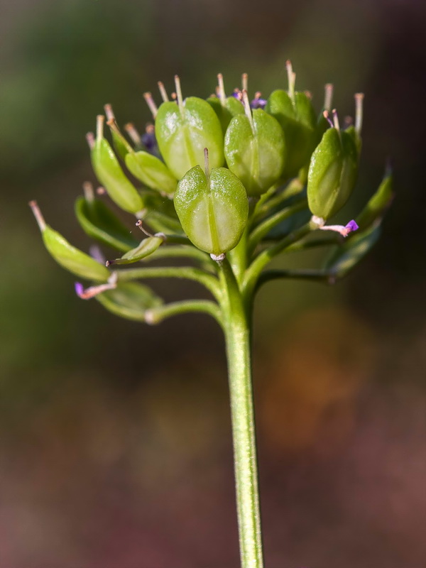 Iberis ciliata welwitschii.20