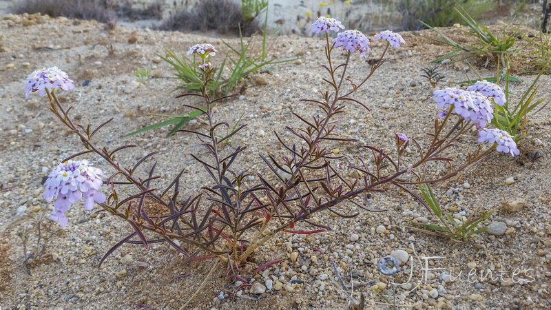 Iberis ciliata welwitschii.21