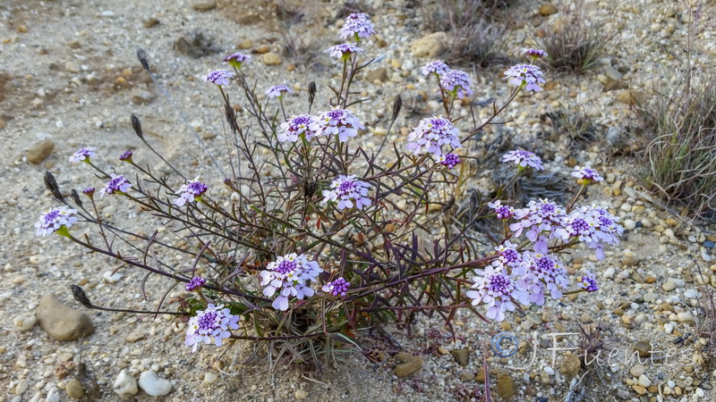 Iberis ciliata welwitschii.22