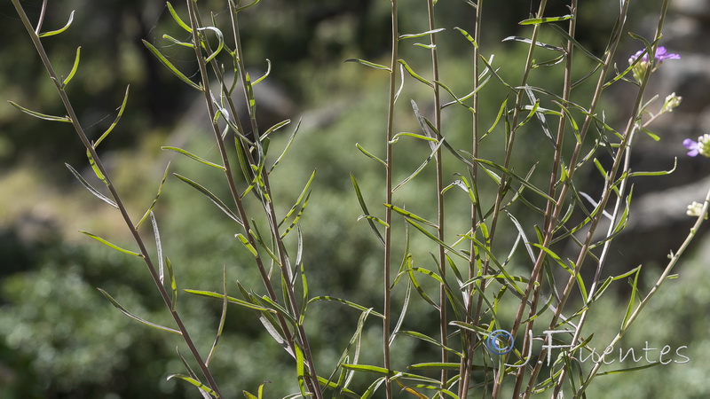 Iberis ciliata welwitschii.27