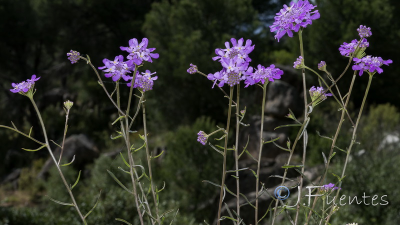 Iberis ciliata welwitschii.29