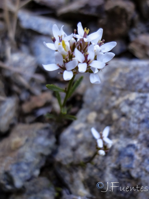 Iberis fontqueri.01