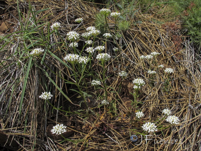 Iberis fontqueri.02