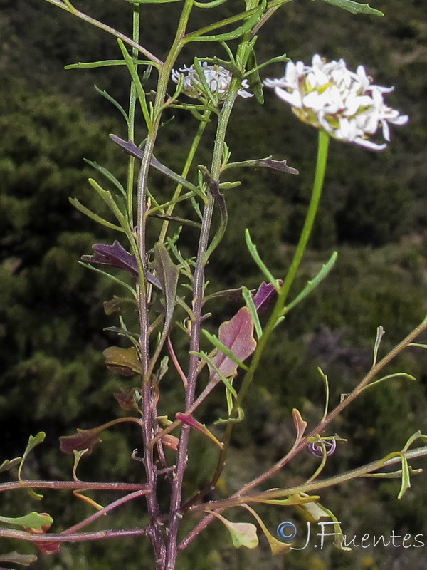 Iberis fontqueri.06