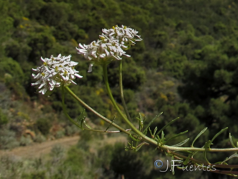 Iberis fontqueri.07