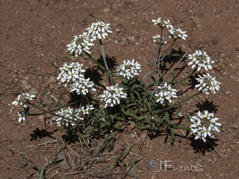 Iberis fontqueri.02