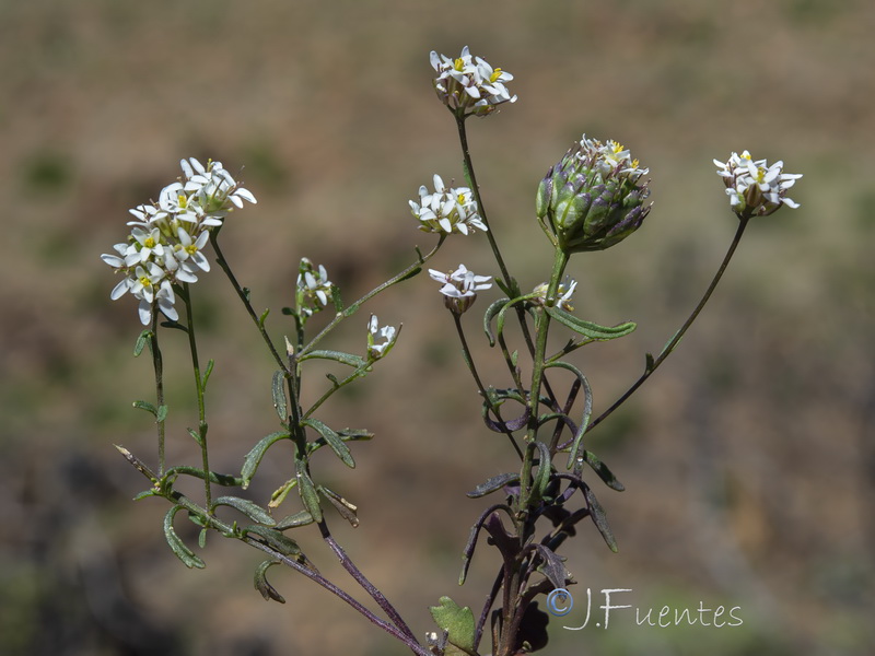 Iberis fontqueri.22