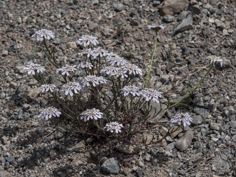 Iberis grosii.01