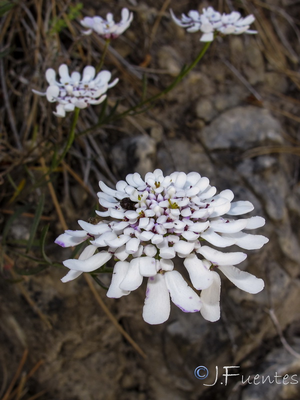 Iberis grosii.18