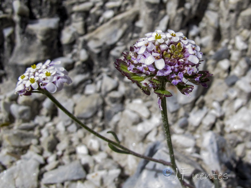 Iberis grosii.27