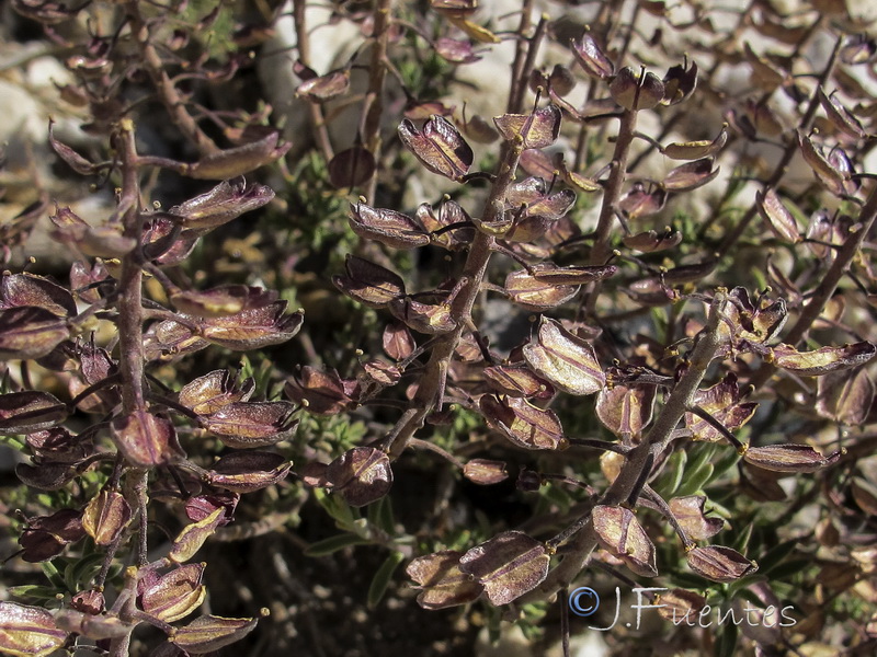 Iberis grosii.29