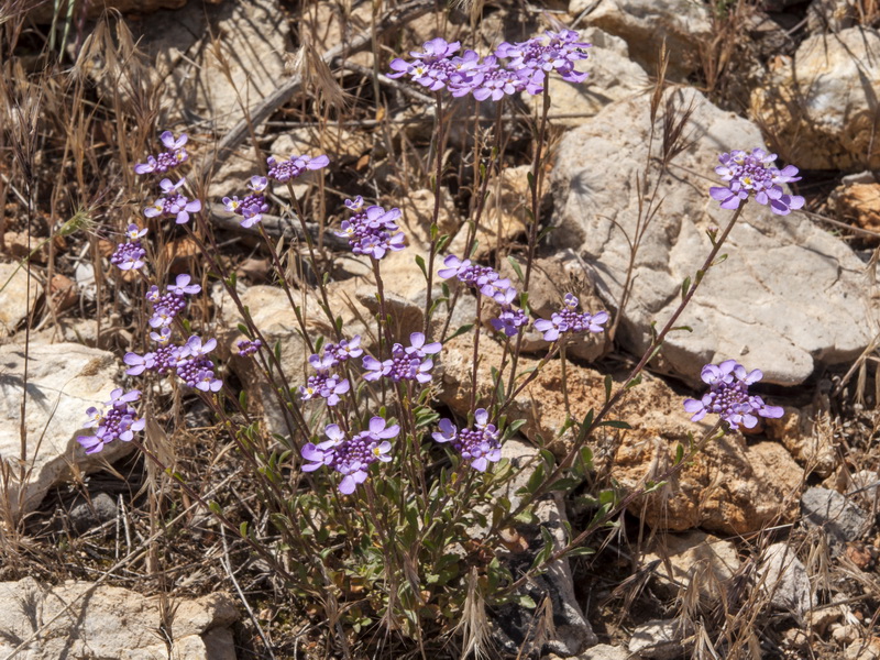 Iberis nazarita.02