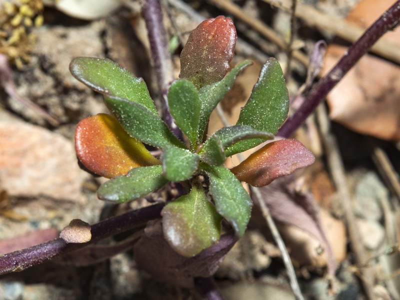 Iberis nazarita.07