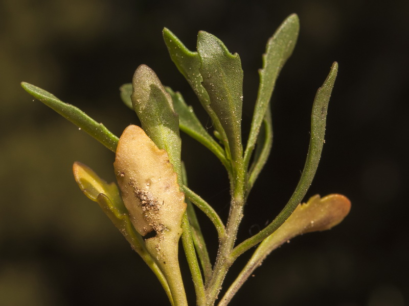 Iberis nazarita.08