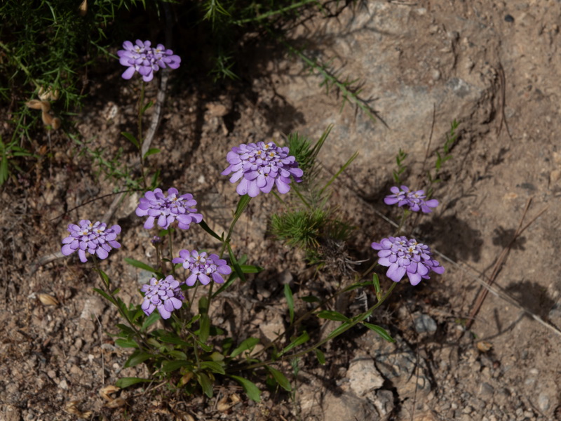 Iberis nazarita.02