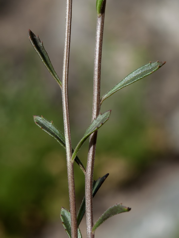 Iberis nazarita.09