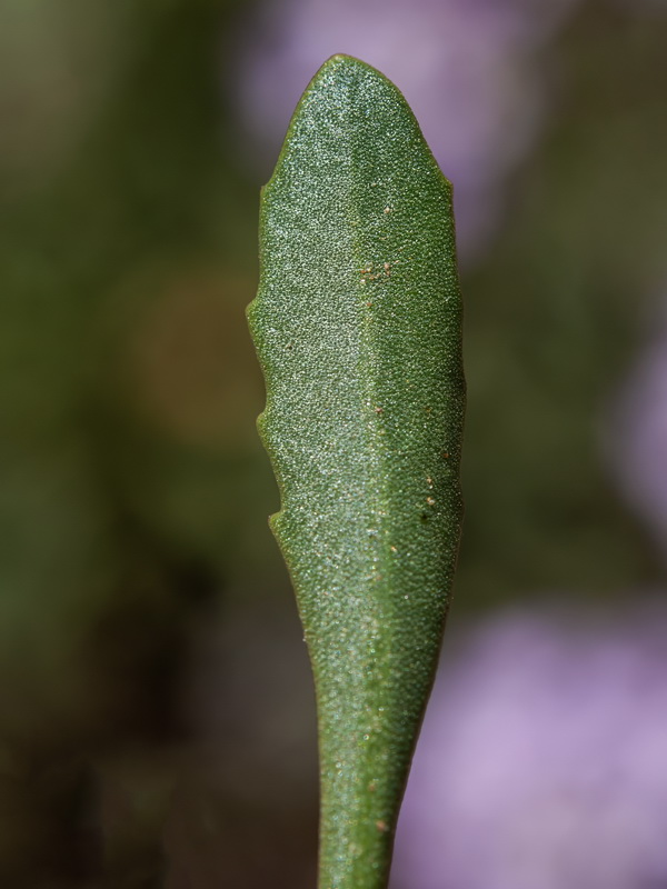 Iberis nazarita.38