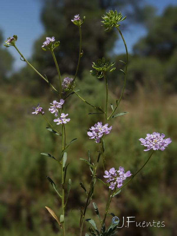 Iberis nazarita.48