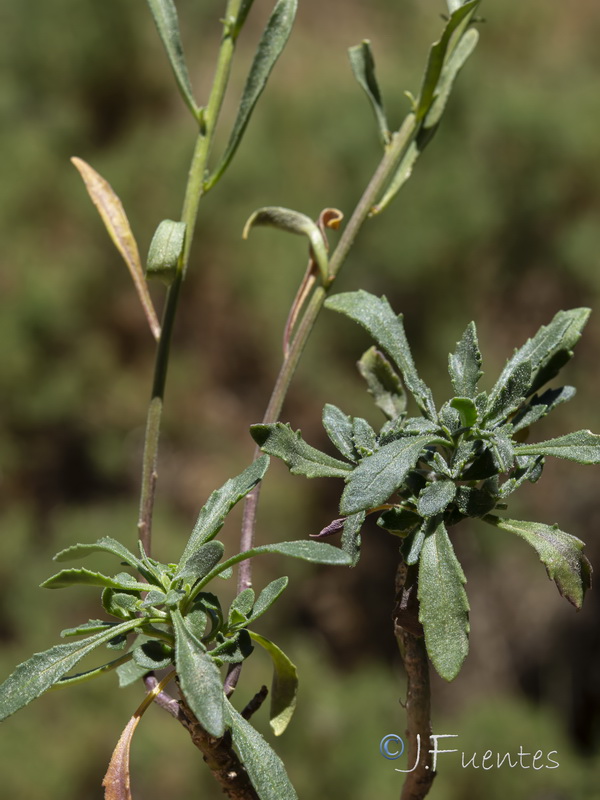 Iberis nazarita.49