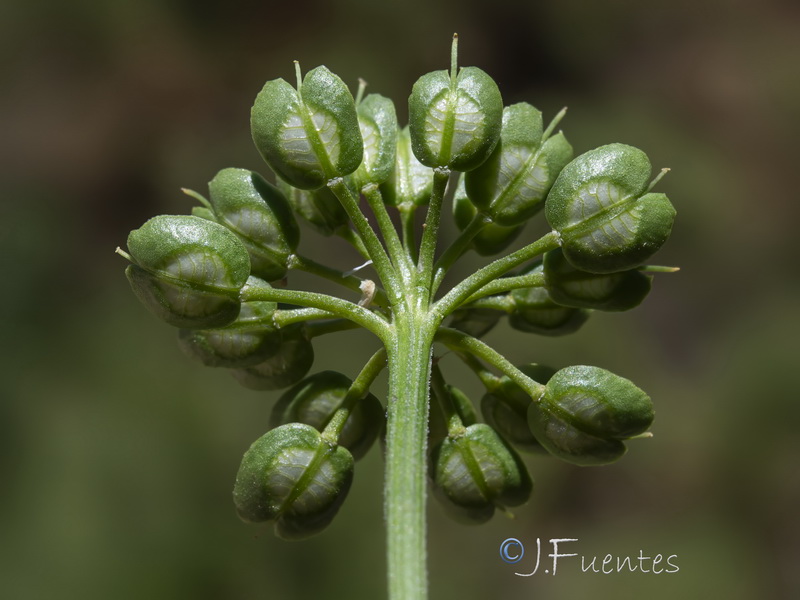 Iberis nazarita.51