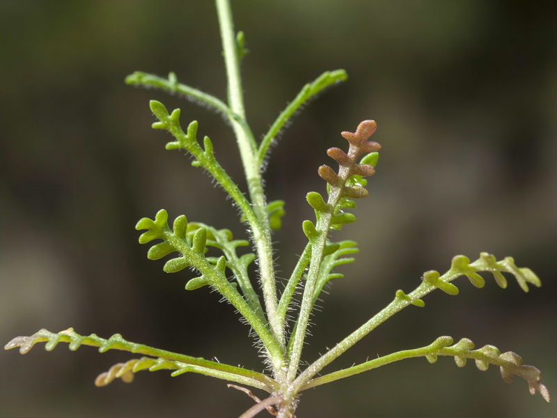 Iberis pectinata.04