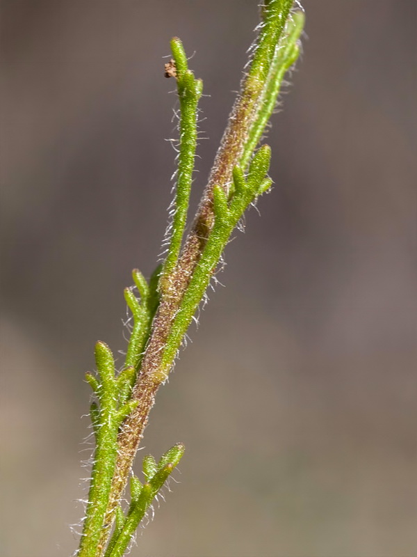 Iberis pectinata.06