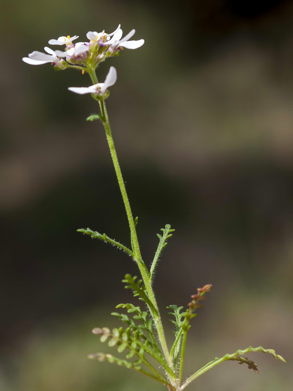 Iberis pectinata.07