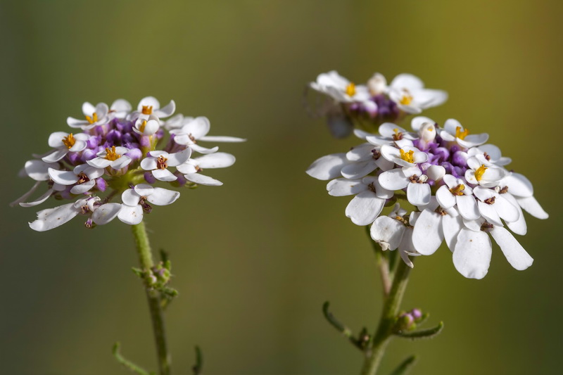 Iberis pectinata.08