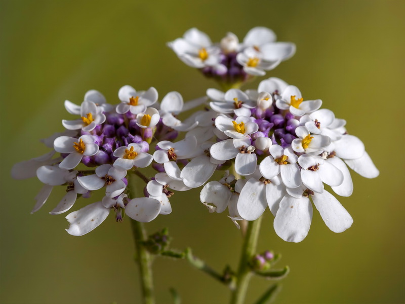 Iberis pectinata.10