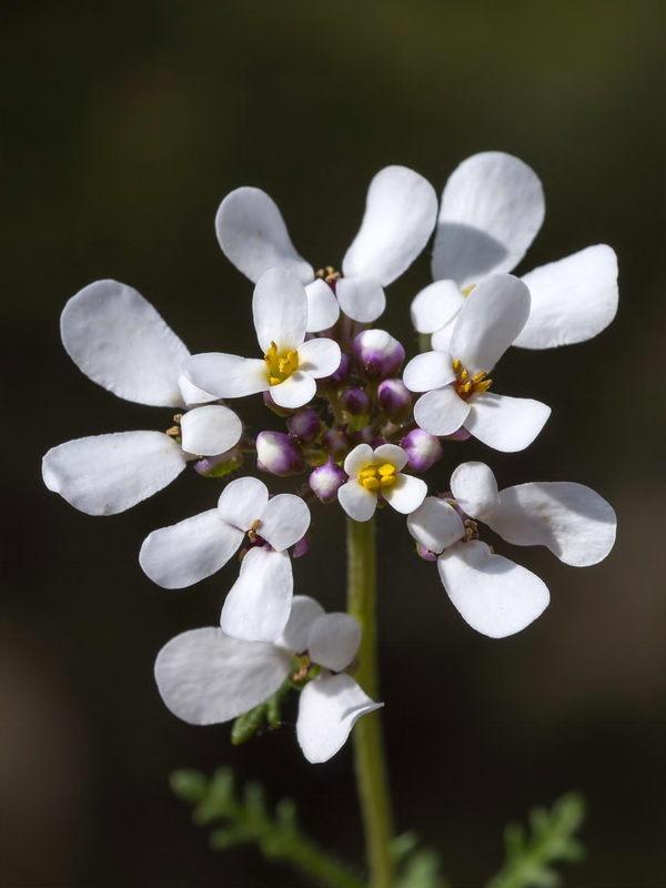 Iberis pectinata.13