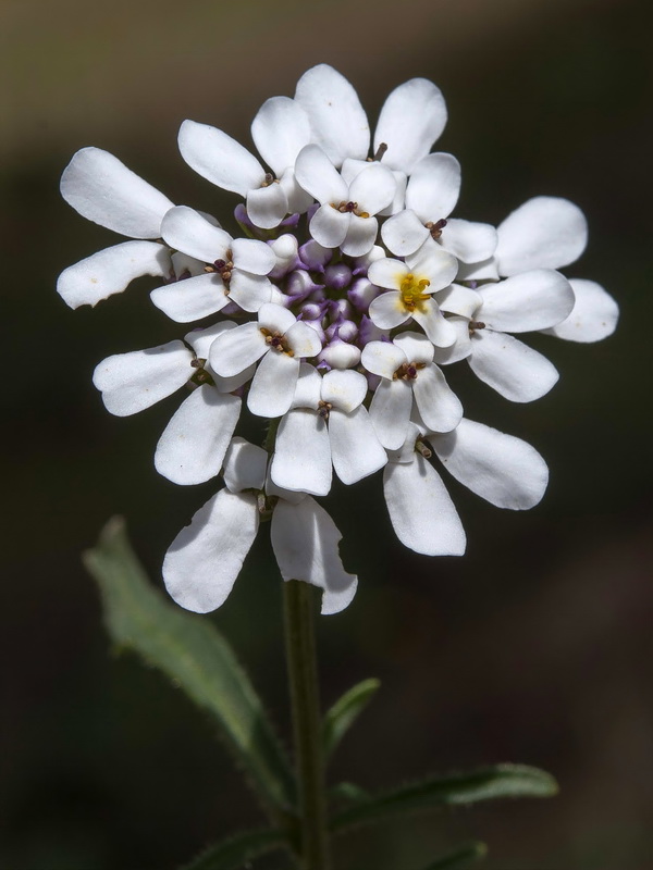 Iberis pectinata.30