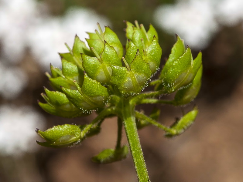 Iberis pectinata.34
