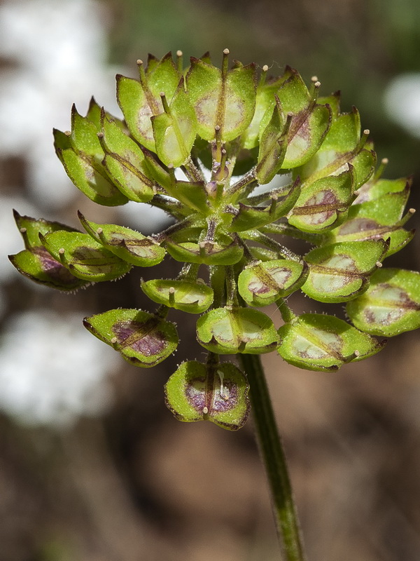 Iberis pectinata.35