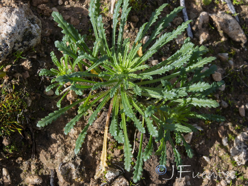 Iberis pectinata.39