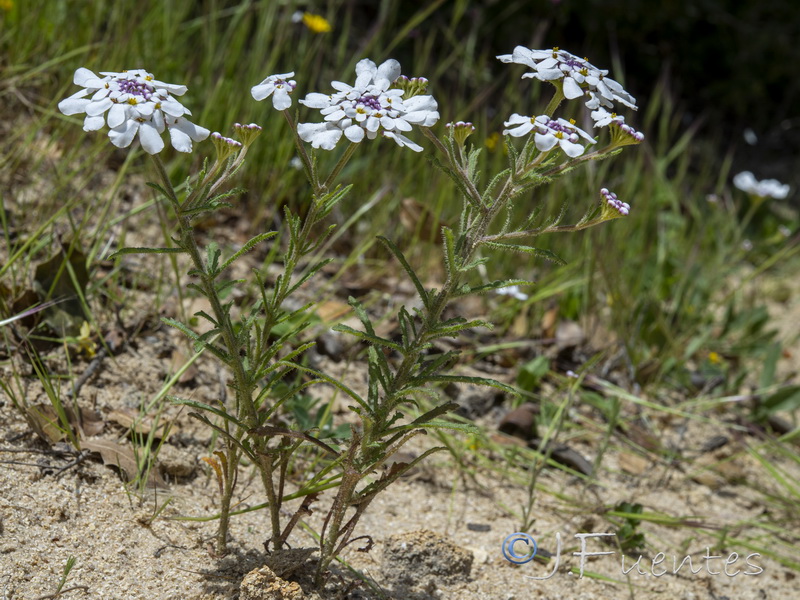 Iberis pectinata.36