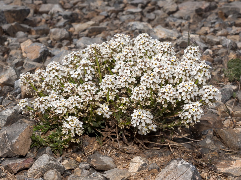 Iberis saxatilis cinerea.01